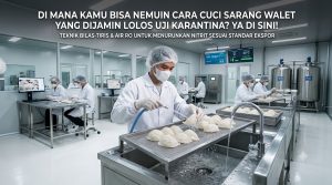 sarang burung walet